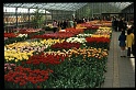 10.Keukenhof apr 1973